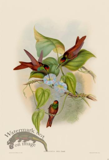 Gould Hummingbird 247